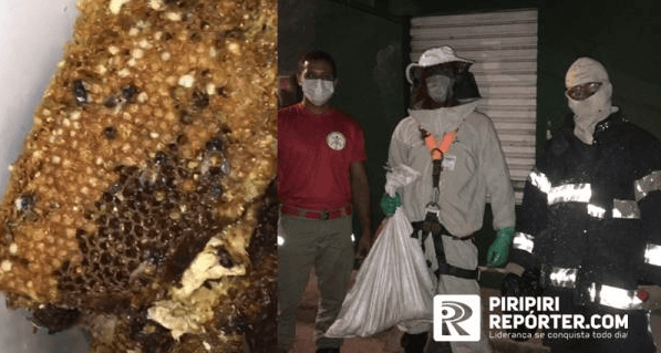 Ataque de abelhas deixa três pessoas feridas em Piripiri