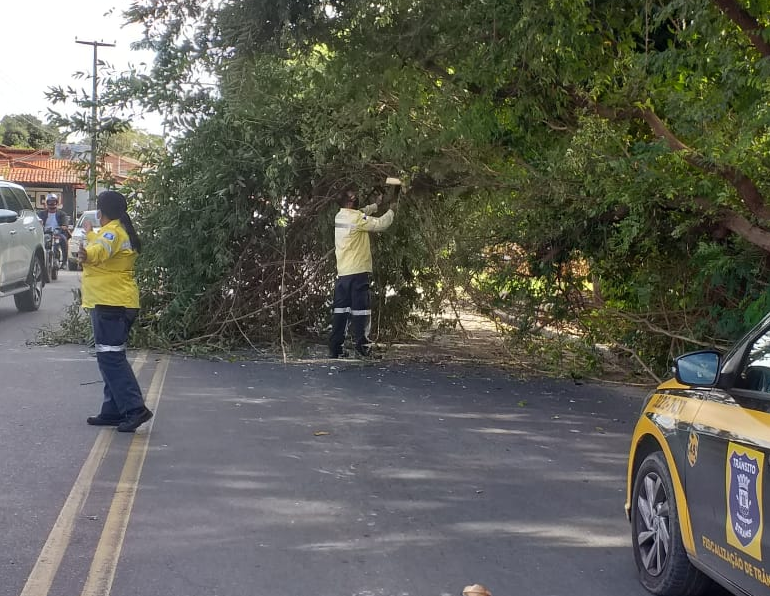 Queda de árvore fecha rua na zona norte