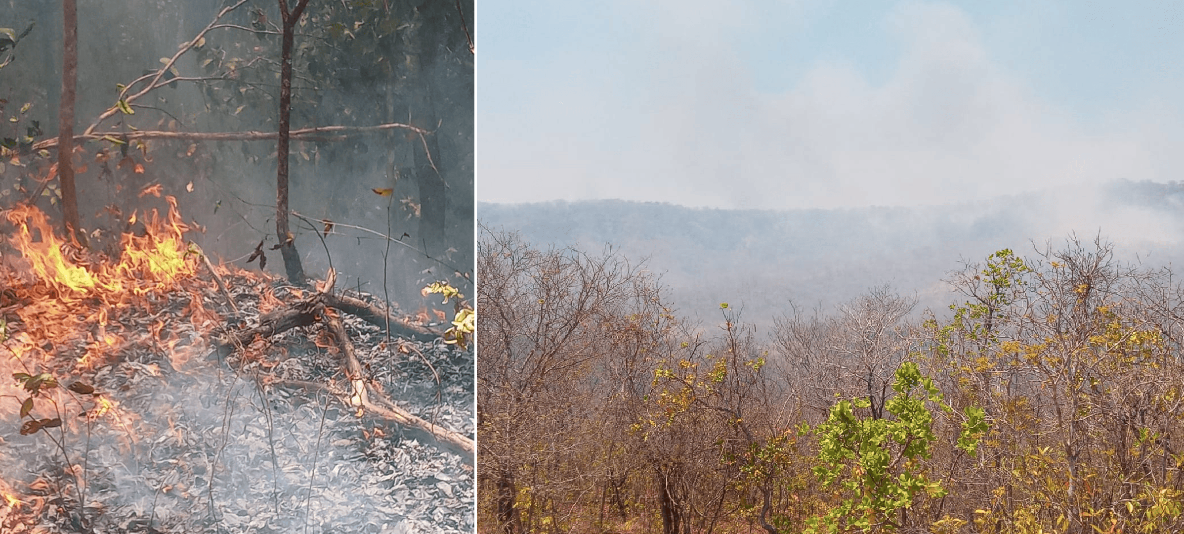 Incêndio de grandes proporções atinge mata em Santa Filomena