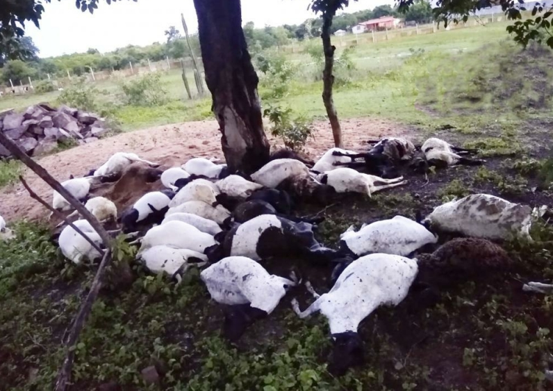 Ovelhas morrem atingidas por raio no interior do Piauí