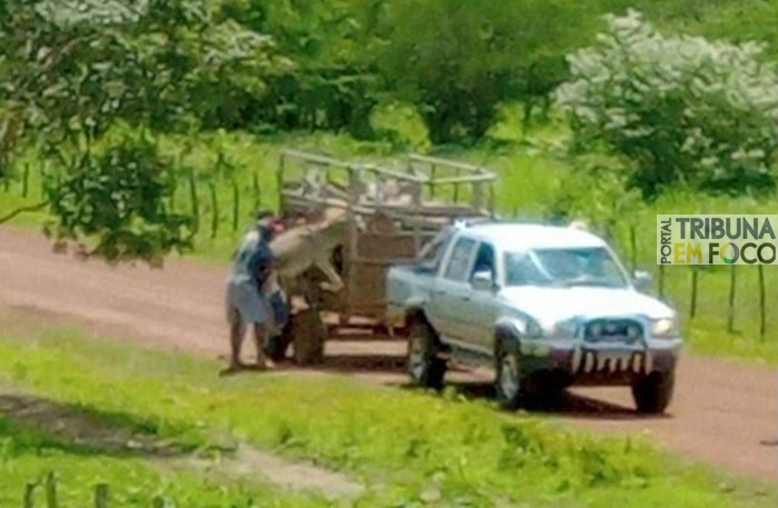 Jumentos são furtados em Castelo do Piauí