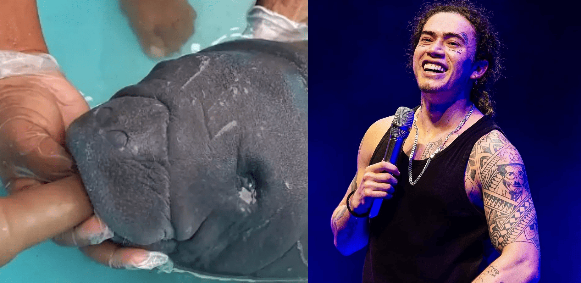 Filhote de peixe-boi encalhado recebe o nome de Whindersson