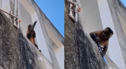Macaco armado com faca viraliza nas redes sociais