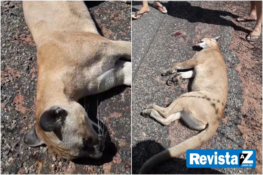 Onça morre atropelada em Morro do Chapéu