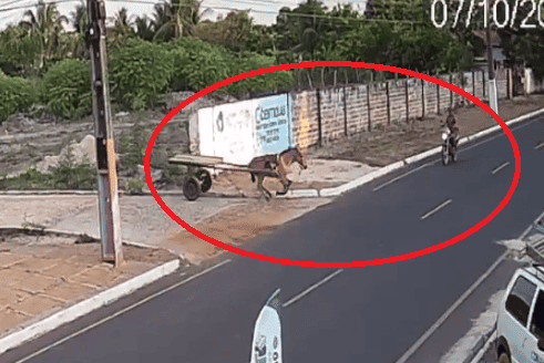 Cavalo desgovernado atropela motociclista