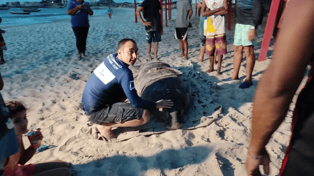 Peixe-boi de quase 400 kg é capturado no litoral do Piauí