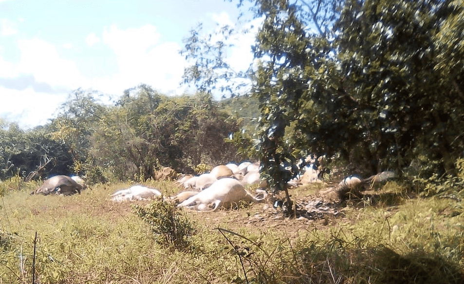 Raio mata 57 cabeças de gado no Piauí