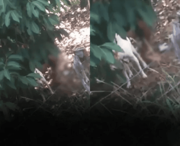 O homem foi flagrado praticando zoofilia contra a cadela