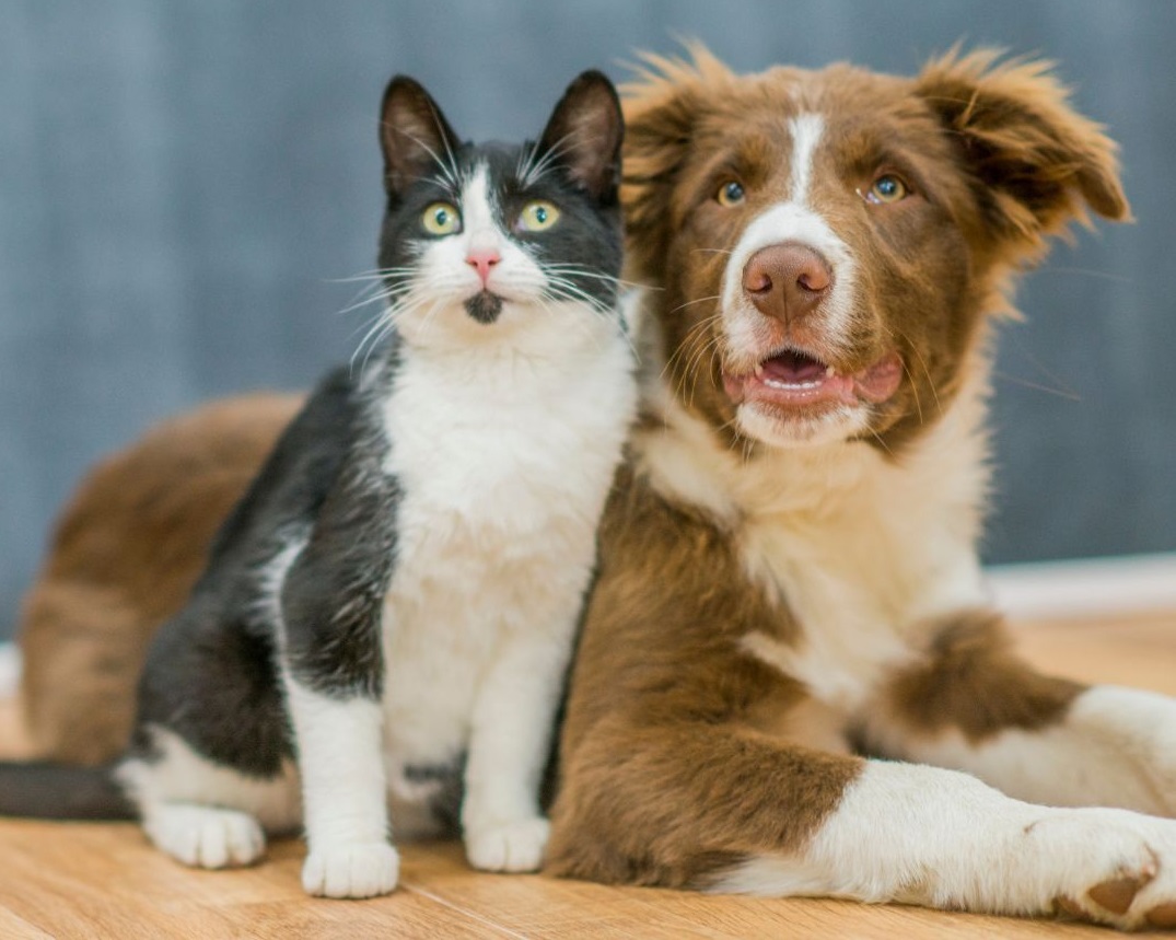 Animais de estimação