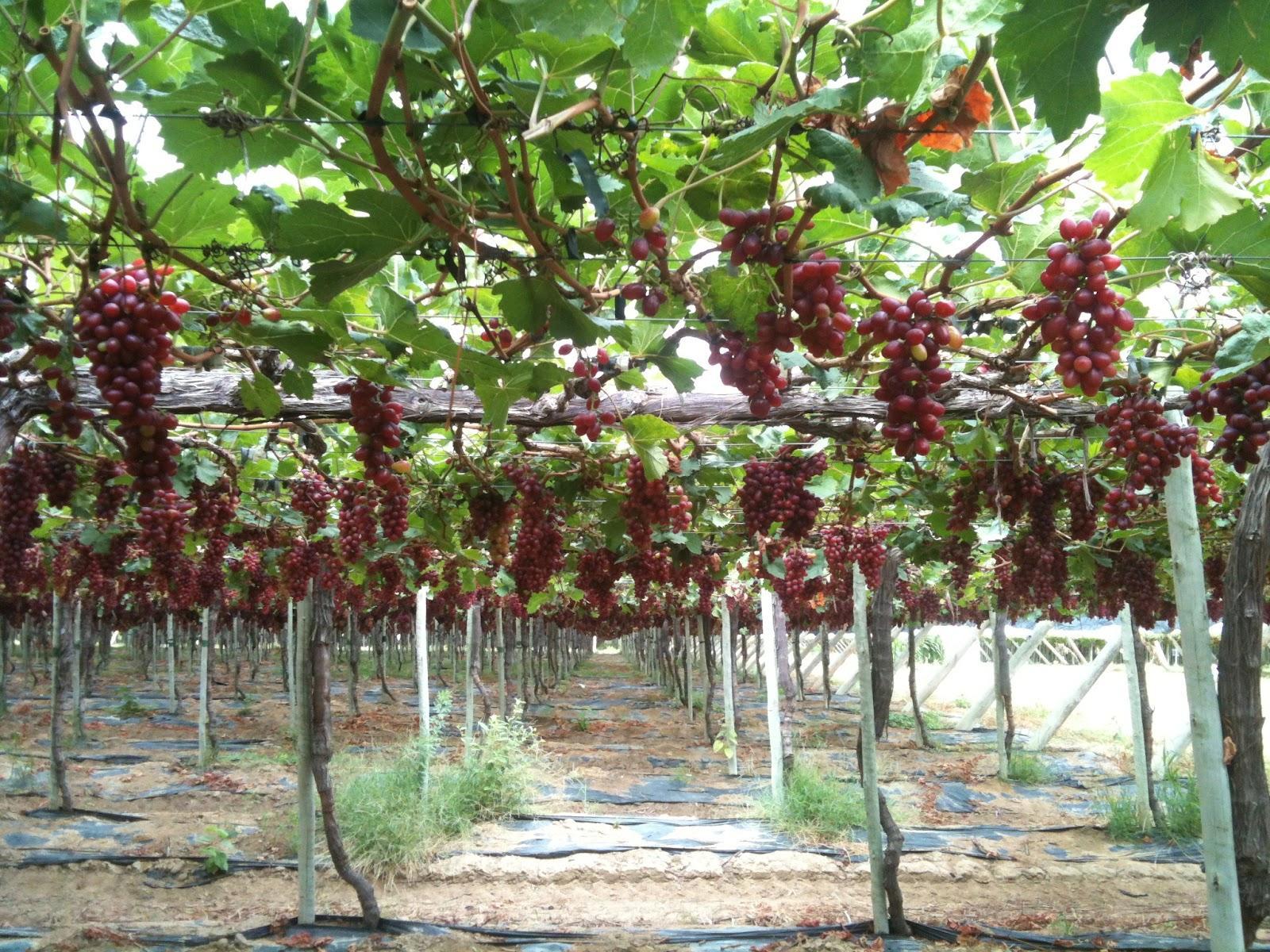Produção de uva no sertão nordestino