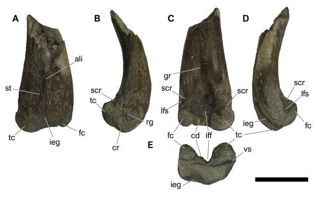 Metade distal do fêmur esquerdo da nova espécie, Tietasaura derbyiana (NHM-PV R.3424), em diferentes vistas. Escala = 100 mm