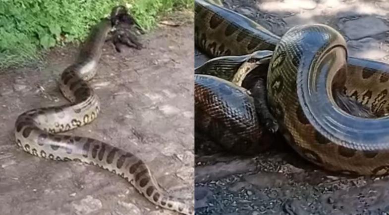 Sucuris são flagradas em rua no bairro de Fátima, na zona Leste de Teresina
