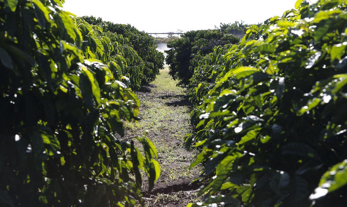 Produção agrícola segue normalmente em relação ao período de combate ao coronavirus.