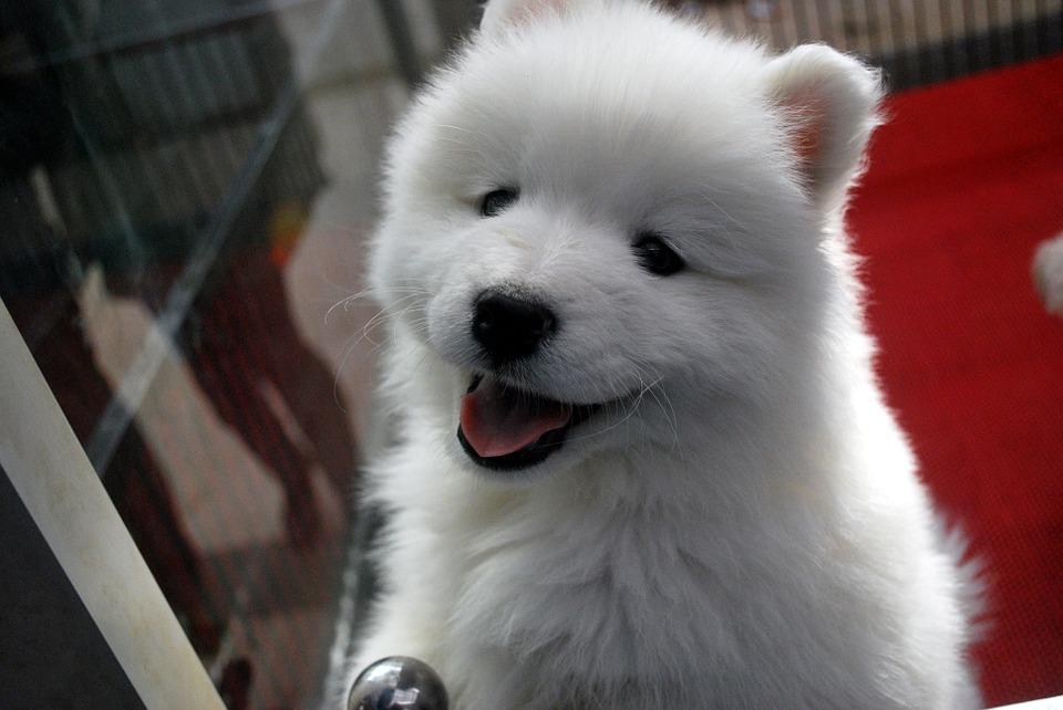 Ame seu cachorrinho