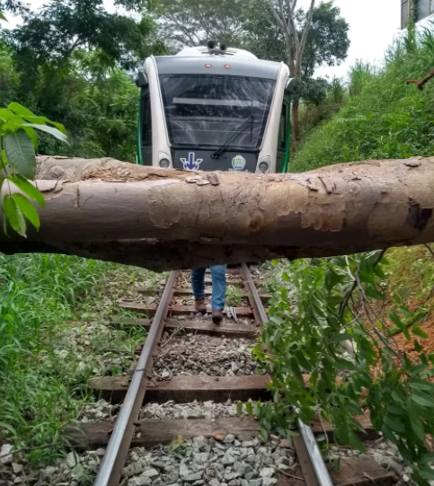 Árvore cai na linha do metrô