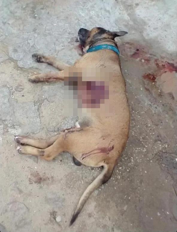 Cachorro morto