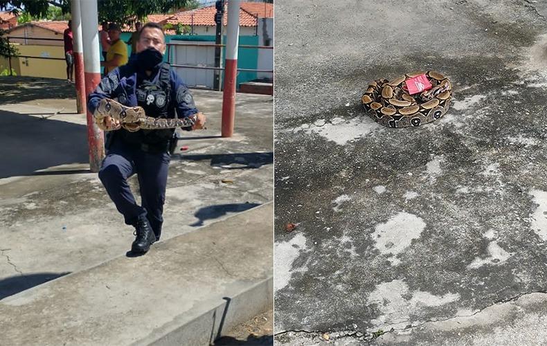 Jiboia de 1,5m é gestada em bar na zona Sul