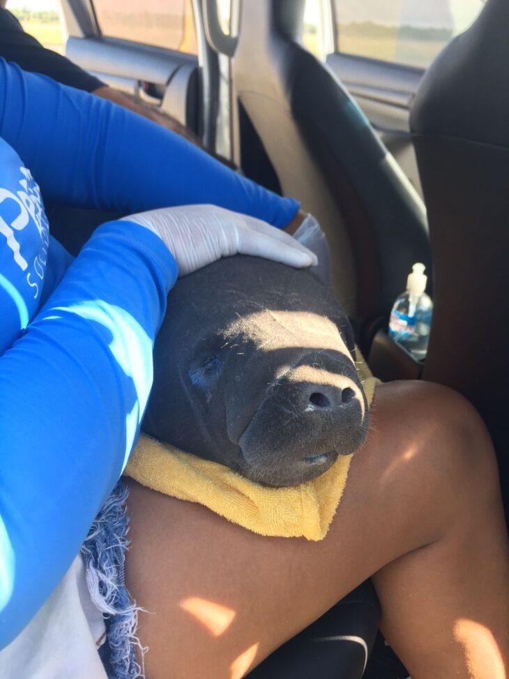 Peixe boi já foi encaminhado para Recife