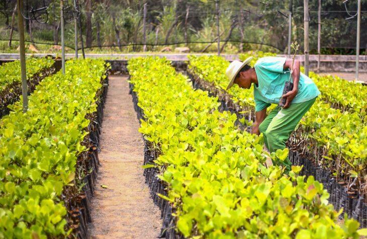 Piauí tem maior proporção de população rural do Brasil