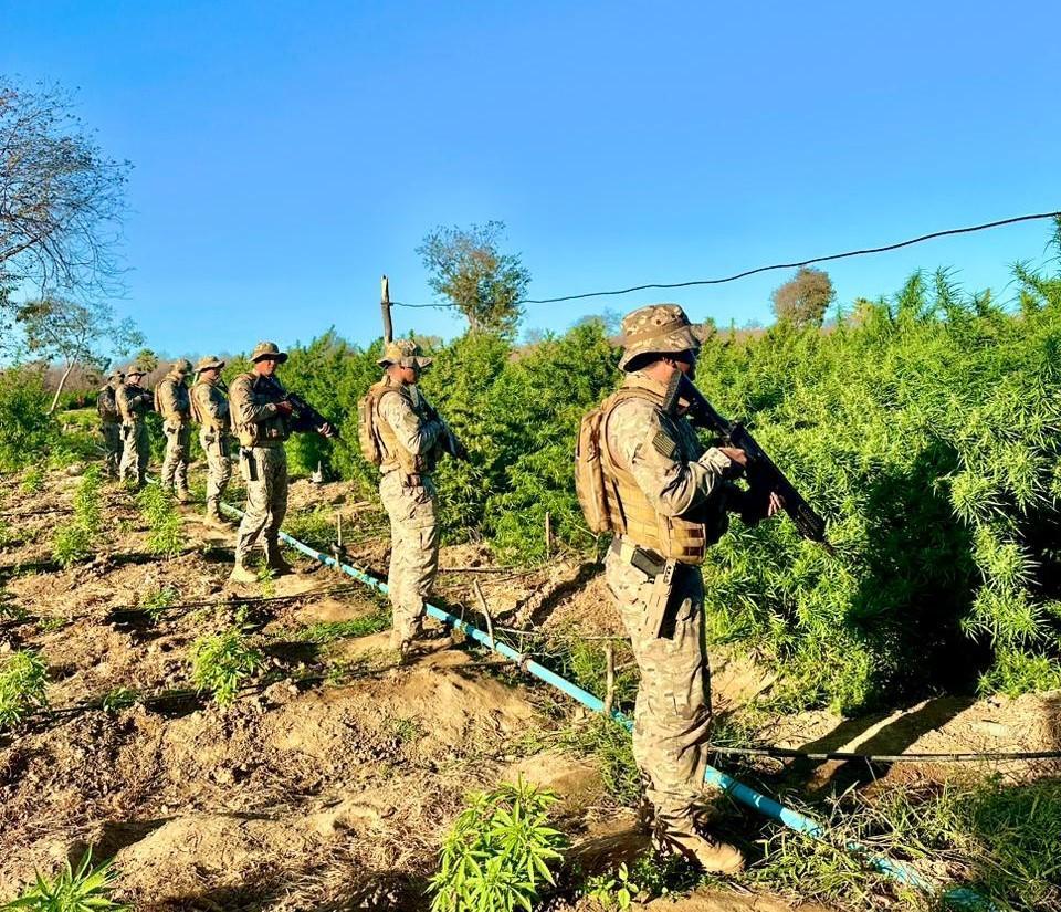 Roça de maconha apreendida em Nazaré do Piauí