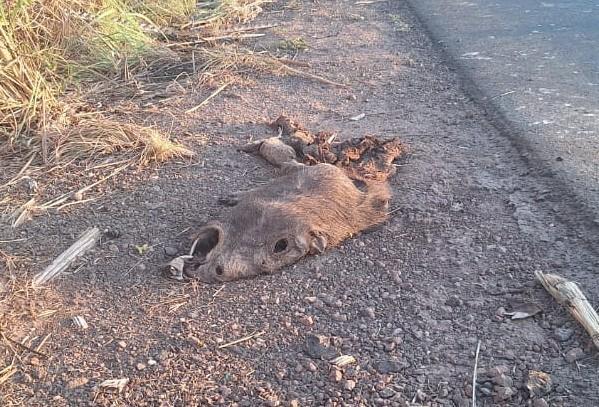 Capivaras e outros animais silvestres têm sido vítimas de atropelamento na PI-112, entre Teresina e União