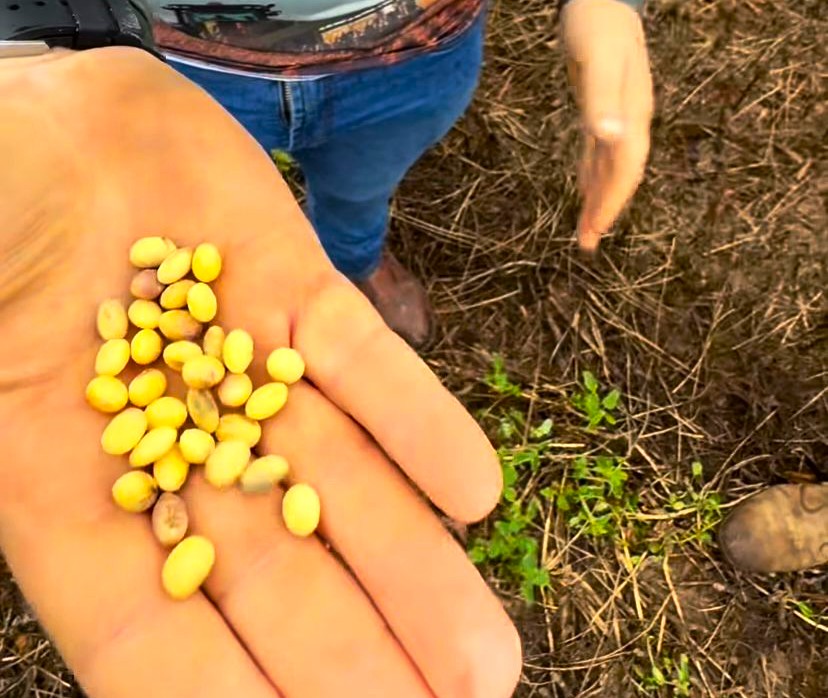 Chuvas intensas no sul do Piauí dificultam avanço da colheita da soja e preocupam produtores da região do Cerrado.