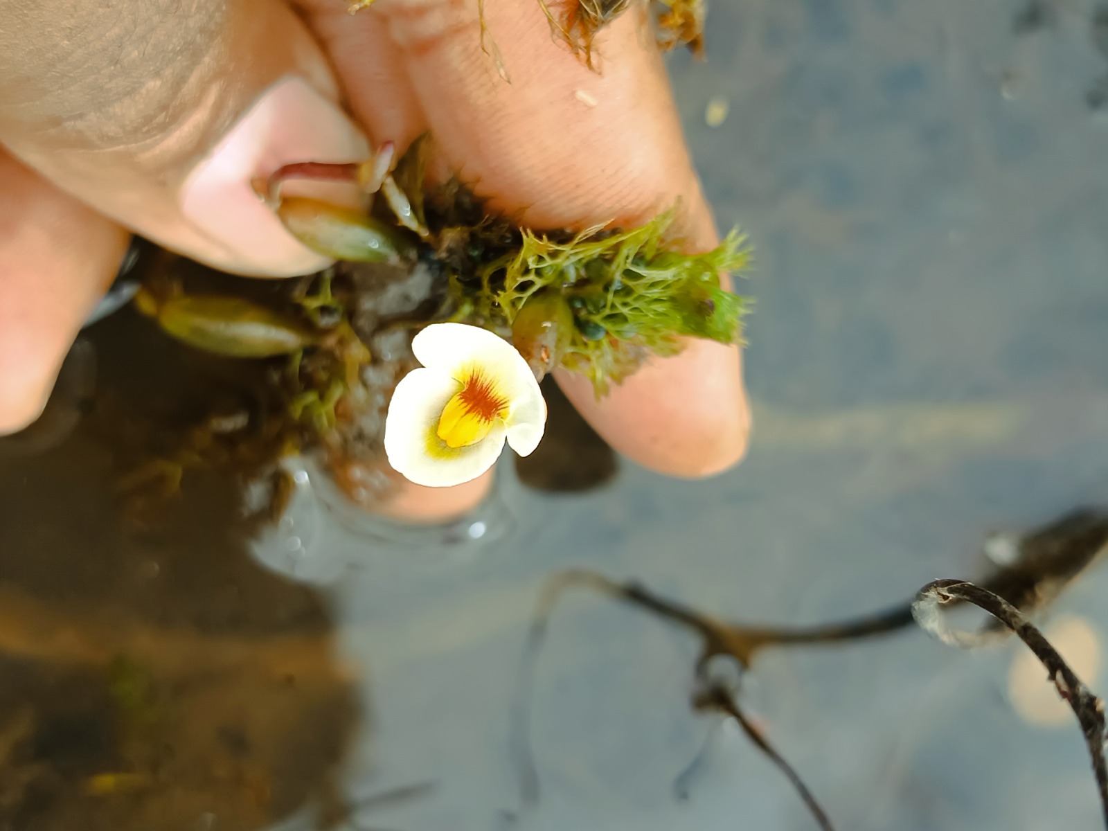Planta carnívora rara Utricularia warmingii é registrada pela primeira vez no Nordeste em área alagada do Piauí.