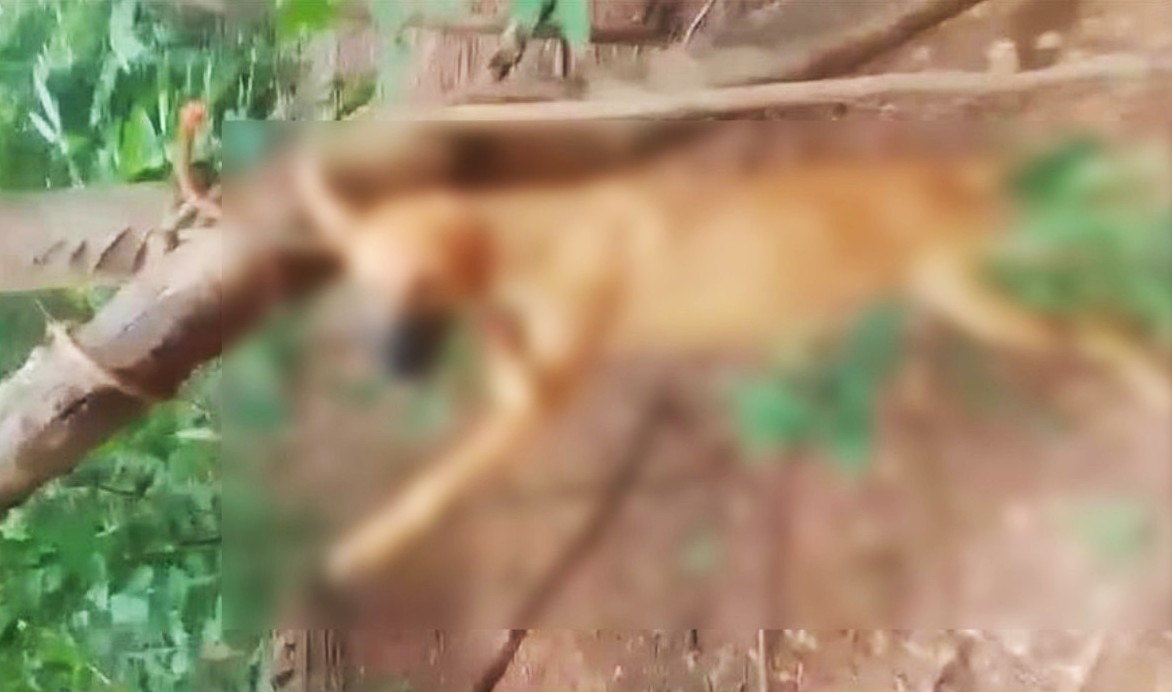 Cachorro é morto enforcado a mando da própria dona na zona rural de Antônio Almeida