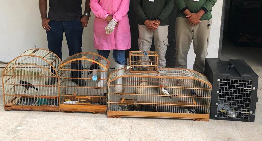 Macaco-prego e aves silvestres são resgatados de cativeiro ilegal no interior do Piauí