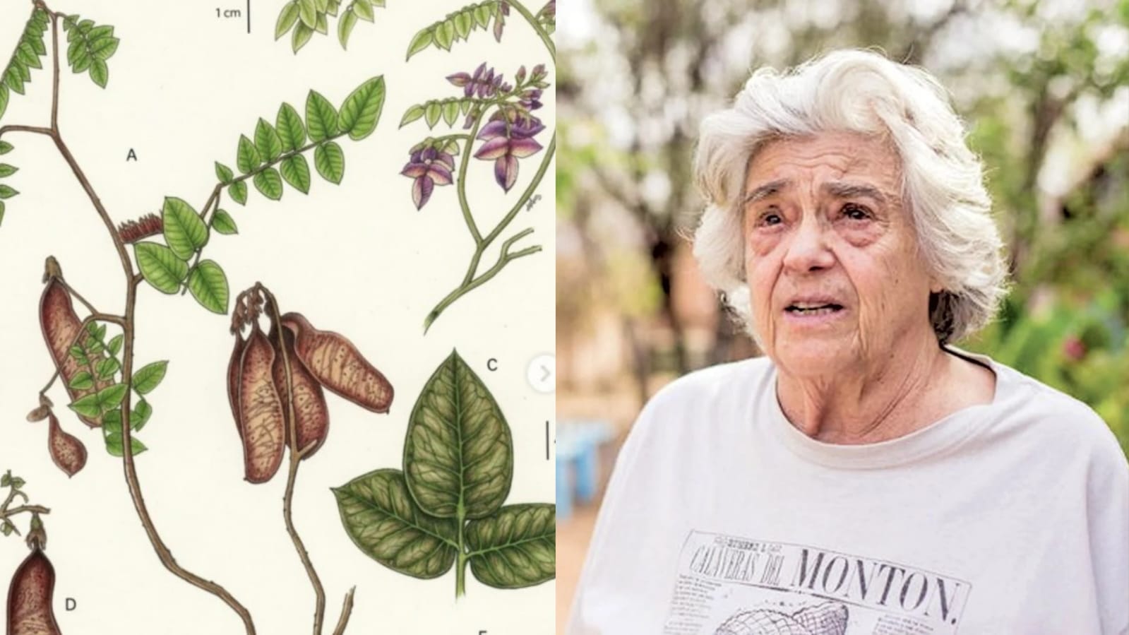 A descoberta amplia o conhecimento sobre a biodiversidade da Caatinga