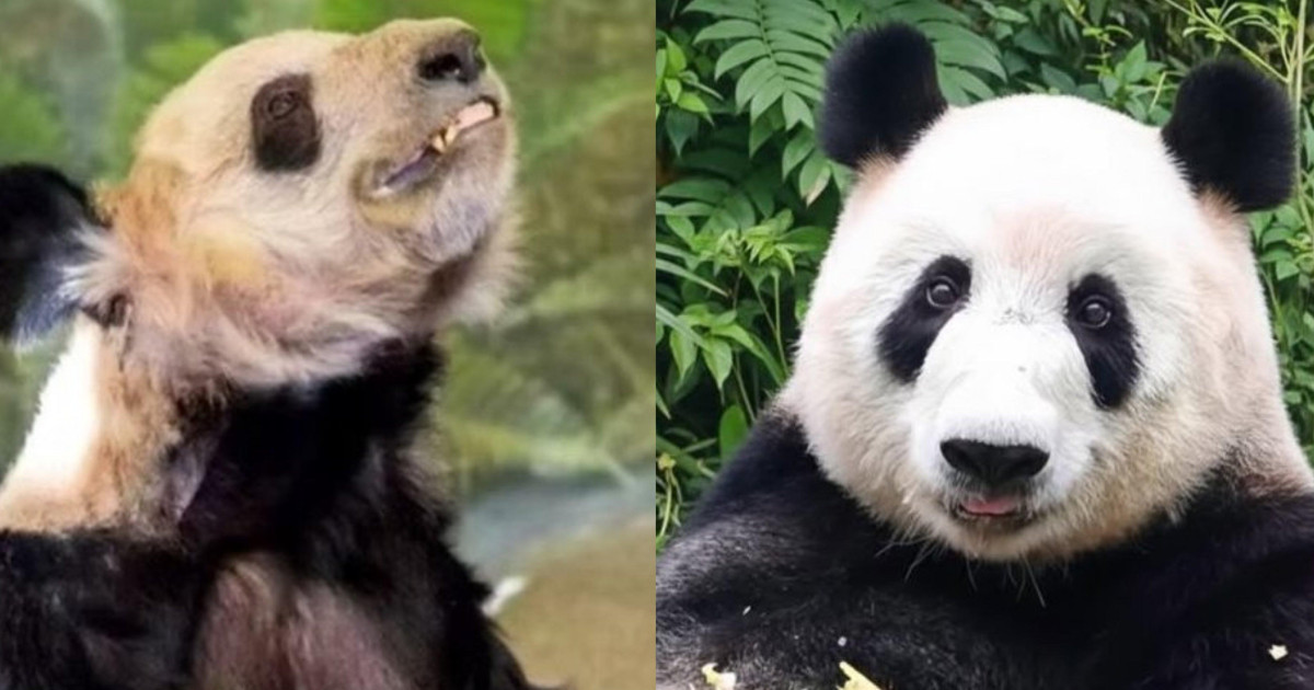 Panda Ya Ya que vivia nos EUA passa por transformação após voltar à China