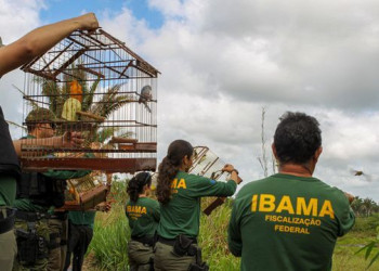 Governo autoriza concurso do IBAMA com salários base de R$ 8 mil
