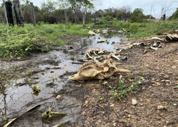 Infestação de lagartas mata mais de 7 mil bois em Roraima e prejuízo chega a R$ 63 milhões