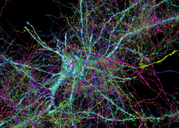 Cientistas analisam conexões cerebrais e descobrem fenômenos inexplicáveis
