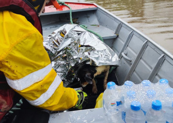 Governo Federal anuncia recursos para animais resgatados de enchentes no RS