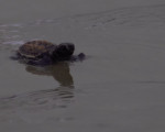 Soltura de filhotes de tartarugas marinhas em praia de Luís Correia