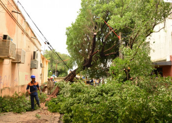 PMT tem projeto de lei que isenta famílias de baixa renda do custo com a poda de árvores