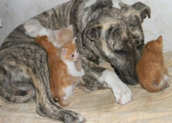 ​Deputada apresenta projeto que propõe custódia compartilhada de pets