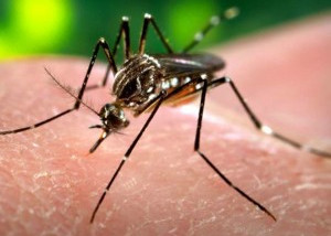Mais de 180 municípios do Piauí reduzem focos do Aedes aegypti, segundo pesquisa da Sesapi