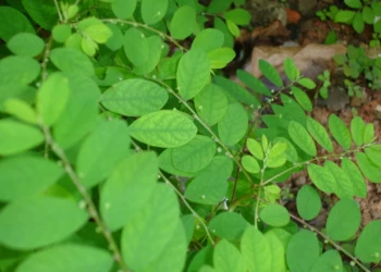 Planta quebra-pedra vira medicamento fitoterápico e será distribuído pelo SUS