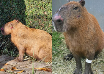 Capivara espancada por 8 pessoas apresenta melhora; torturadores gravavam e se divertiam