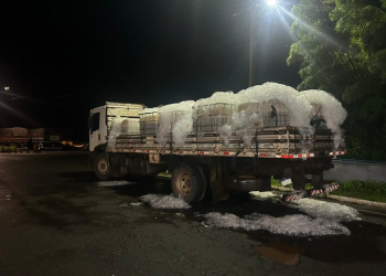 Caminhão é interceptado com tilápias vivas dentro recipientes de produto químico; vídeo