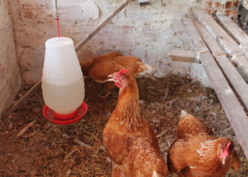 “Sisteminha Embrapa