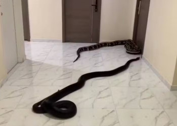 VÍDEO: Homem solta cobras em prédio após barulhos de cachorro do vizinho