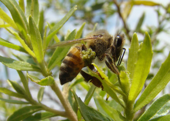Compostos da própolis verde mostram potencial contra doenças como  Alzheimer e Parkinson