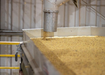 Investe Piauí: fazenda produz cerca de 300 milhões de toneladas de soja e milho por ano