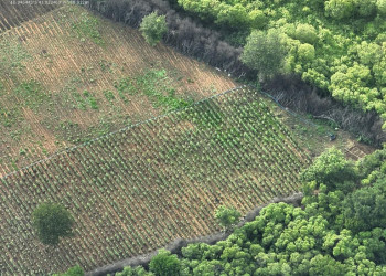 Três pessoas são presas durante operação contra plantação de maconha no Piauí
