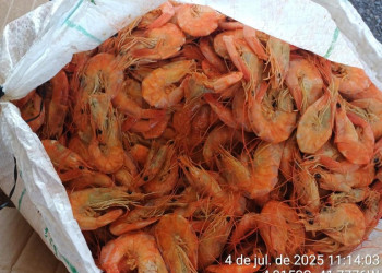 Apreendidos 1,3 tonelada de peixe e camarão transportados de forma irregular