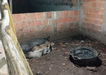 Abatedouro clandestino é fechado em Parnaíba por risco à saúde pública