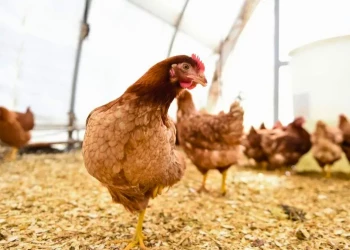 Prefeitura recebe 572 denúncias de criação irregular de animais na zona urbana de Teresina